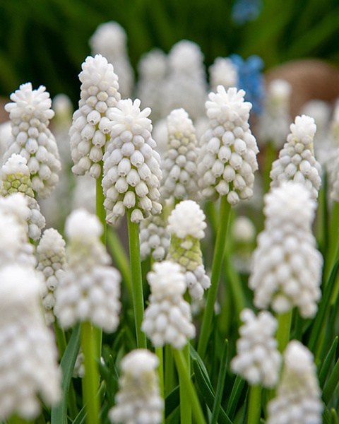 Muscari aucheri White Magic